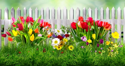 цветы, забор, бабочки, тюльпаны, зелёные